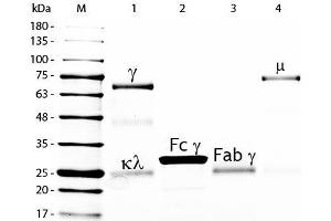 SDS-PAGE of Chicken IgG F(c) Fragment Fluorescein Conjugated . (Chicken IgG isotype control (FITC))