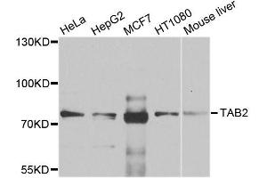 Western blot analysis of extracts of various cell lines, using TAB2 antibody (ABIN6003599) at 1/1000 dilution.