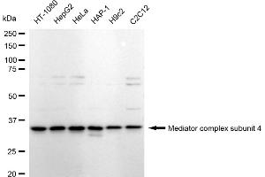 Western blotting analysis using Mediator complex subunit 4 antibody (ABIN7799350). (Recombinant Mediator Complex antibody  (Subunit 4))