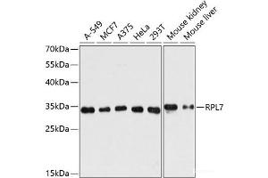 Western blot analysis of extracts of various cell lines using RPL7 Polyclonal Antibody at dilution of 1:3000. (RPL7 antibody)