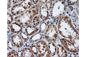 Image no. 6 for anti-Lipase, Endothelial (LIPG) antibody (ABIN1499165)