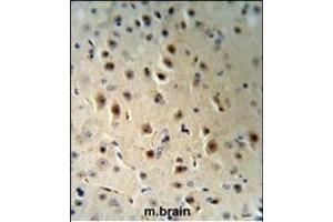 AGO1 Antibody (N-term) (R) IHC analysis in formalin fixed and paraffin embedded human brain tissue followed by peroxidase conjugation of the secondary antibody and DAB staining. (AGO1 antibody  (N-Term))