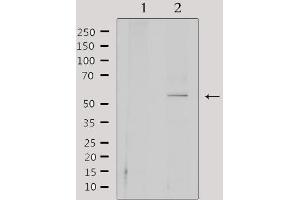 Western blot analysis of extracts from 293, using CEP55 Antibody. (CEP55 antibody  (C-Term))