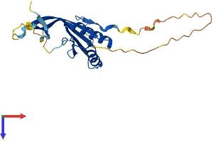 AlphaFold protein structure predicition of Mouse Recombinant Rpp25 Protein, UniprotID Q91WE3 (RPP25 Protein (AA 1-199) (His tag))