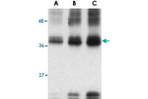 Western blot analysis of (A) 5 ng, (B) 25 ng and (C) 50 ng of recombinant TNFSF12 with TNFSF12 polyclonal antibody  at 1 ug/mL .