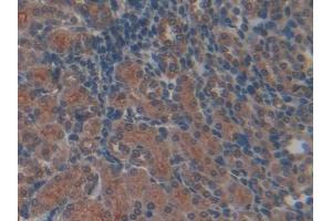 Used in DAB staining on fromalin fixed paraffin- embedded kidney tissue (TFPI antibody  (AA 29-302))
