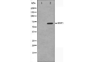 Western Blotting (WB) image for anti-Nuclear RNA Export Factor 1 (NXF1) (N-Term) antibody (ABIN6263783)
