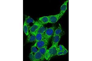 Immunofluorescence analysis of HepG2 cells using CD14 mouse mAb (green). (CD14 antibody  (AA 20-214))
