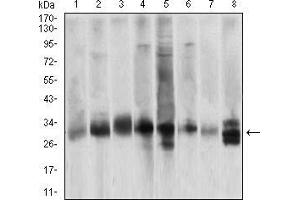 Western blot analysis using CASP3 mouse mAb against Hela (1), Jurkat (2), HepG2 (3), BCL-1 (4), C6 (5), SK-Br-3 (6), NIH/3T3 (7) and A549 (8) cell lysate. (Caspase 3 antibody  (AA 29-175))