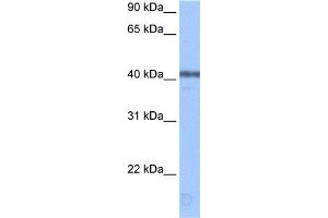 WB Suggested Anti-APOBEC3F Antibody Titration:  0. (APOBEC3F antibody  (Middle Region))