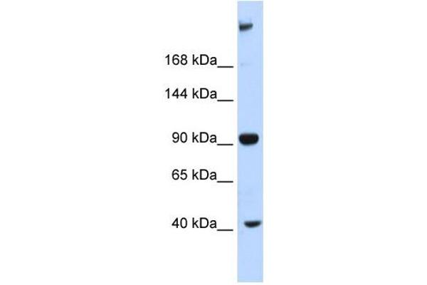 MPDZ antibody  (Middle Region)