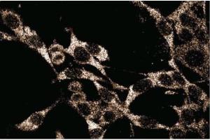 RSV-3T3 (Caspase 3 antibody  (AA 25-145))