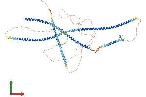 AlphaFold protein structure predicition of Human Recombinant LRRFIP2 Protein, UniprotID Q9Y608