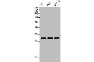 Western Blot analysis of KB PC-3 MCF7 cells using ApoF Polyclonal Antibody
