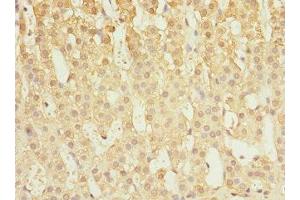 Immunohistochemistry of paraffin-embedded human adrenal gland tissue using ABIN7146516 at dilution of 1:100 (Calpain S1 antibody  (AA 69-268))