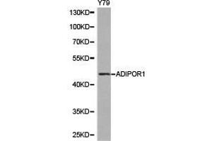 Western Blotting (WB) image for anti-Adiponectin Receptor 1 (ADIPOR1) antibody (ABIN1870826)