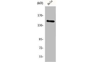 Western Blot analysis of HeLa cells using JIP-3 Polyclonal Antibody (JIP3 antibody  (Internal Region))