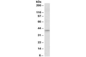 Western blot testing of NIH3T3 nuclear lysate with JUND antibody at 1ug/ml. (JunD antibody)