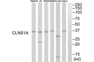 Western blot analysis of extracts from HuvEc cells, K562 cells, HeLa cells, HepG2 cells, A549 cells and Jurkat cells, using CLNS1A antibody. (CLNS1A antibody  (C-Term))