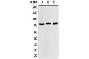 Western blot analysis of STAT4 (pY693) expression in MCF7 (A), mouse kidney (B), rat kidney (C) whole cell lysates. (STAT4 antibody  (C-Term, pTyr693))