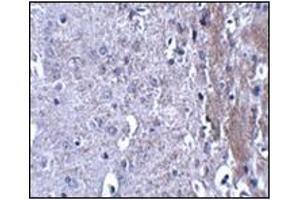 Immunohistochemistry of MATN4 in mouse brain tissue with this product at 2.