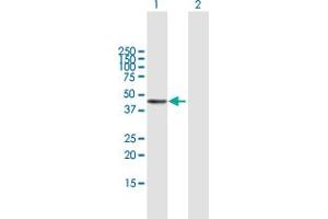 Western Blot analysis of PDGFC expression in transfected 293T cell line by PDGFC MaxPab polyclonal antibody. (PDGFC antibody  (AA 1-345))