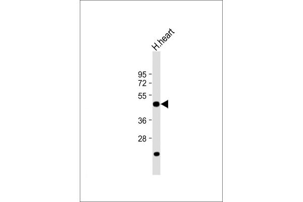 DRG1 antibody  (C-Term)