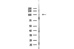 Western blot analysis of lysates from Mouse testis, using Phospho-Nrf2 (Ser40) Antibody at 1/1000 dilution.