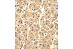 Immunohistochemical analysis of paraffin-embedded H. (UBE2D1 antibody  (C-Term))