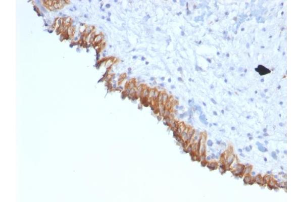 MAML2 antibody