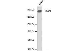 Western blot analysis of extracts of Jurkat cells using MED1 Polyclonal Antibody. (MED1 antibody)