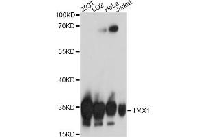 Western blot analysis of extracts of various cell lines, using TMX1 antibody (ABIN7270809) at 1:1000 dilution.