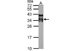 WB Image Sample (50 ug of whole cell lysate) A: mouse testis 12% SDS PAGE antibody diluted at 1:10000 (ACRV1 antibody)
