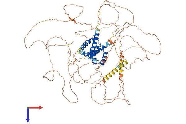 POU2F1 Protein (AA 1-770) (His tag)