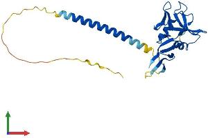 AlphaFold protein structure predicition of Mouse Recombinant Clec4a Protein, UniprotID Q9QZ15 (CLEC4A Protein (AA 1-238) (His tag))