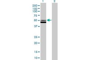 Western Blot analysis of FUCA2 expression in transfected 293T cell line by FUCA2 MaxPab polyclonal antibody.