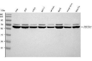 Western blot analysis of PDCD4 using anti-PDCD4 antibody (ABIN7600198).