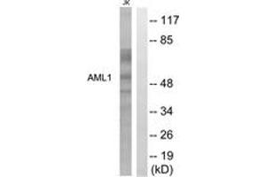 Western blot analysis of extracts from Jurkat cells, using AML1 (Ab-276) Antibody. (RUNX1 antibody  (AA 242-291))