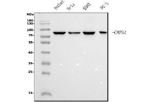 Western blot analysis of Calpain 1 using anti-Calpain 1 antibody (ABIN7601599).