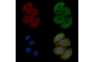 ABIN6258826 and ABIN6275955 staining Hela cells(45 min of heat-shock) by IF/ICC. (O3FAR1 antibody  (Internal Region))