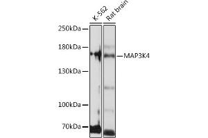 Western blot analysis of extracts of various cell lines, using MK4 Rabbit pAb (ABIN7268654) at 1:1000 dilution. (MAP3K4 antibody  (AA 1-100))