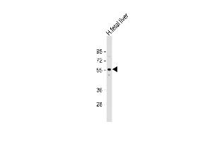 Anti-ACVR2A Antibody (N-term) at 1:1000 dilution + human fetal liver lysate Lysates/proteins at 20 μg per lane. (ACVR2A antibody  (N-Term))