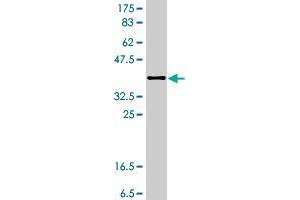 SHPRH antibody  (AA 1560-1659)