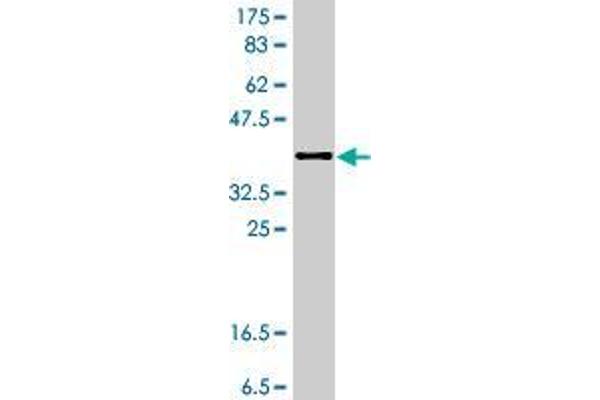 SHPRH antibody  (AA 1560-1659)