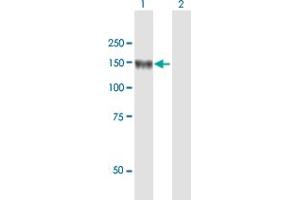 Western Blot analysis of LNPEP expression in transfected 293T cell line by LNPEP MaxPab polyclonal antibody. (LNPEP antibody  (AA 1-1025))