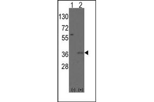 Image no. 1 for anti-Msh Momeobox 2 (Msx2) (N-Term) antibody (ABIN357835) (Msx2/Hox8 antibody  (N-Term))