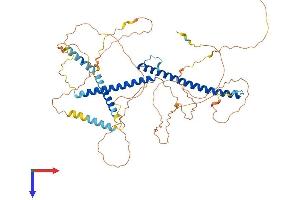 TFE3 Protein (AA 1-572) (His tag)