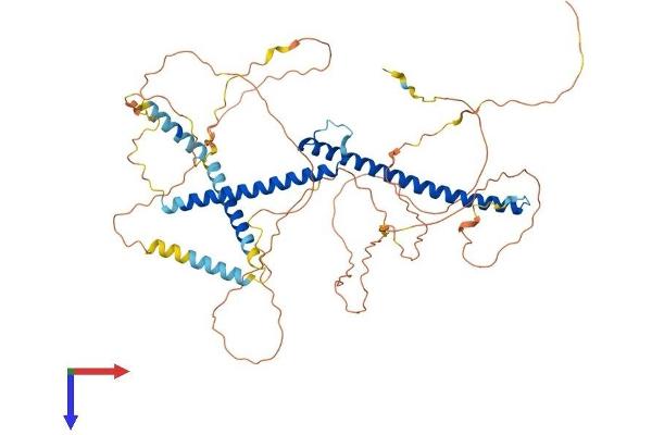 TFE3 Protein (AA 1-572) (His tag)