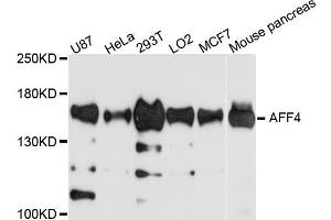 Western blot analysis of extract of various cells, using AFF4 antibody. (AFF4 antibody)