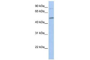 FAM20C antibody used at 1 ug/ml to detect target protein.